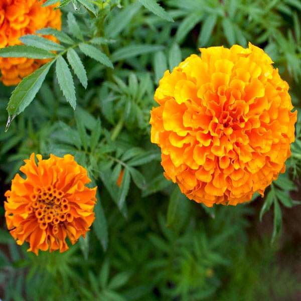 Marigold Orange Dwarf Double Flower Seeds